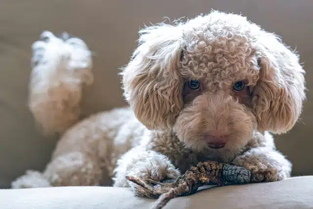 A poodle, one of the most intelligent dog breeds, lying down with a chew toy, looking at the camera.