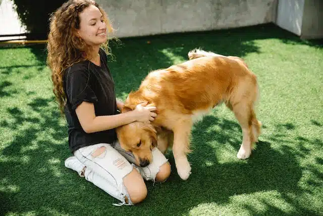 A woman kneels on the grass to pet a golden retriever she is training to be a therapy animal