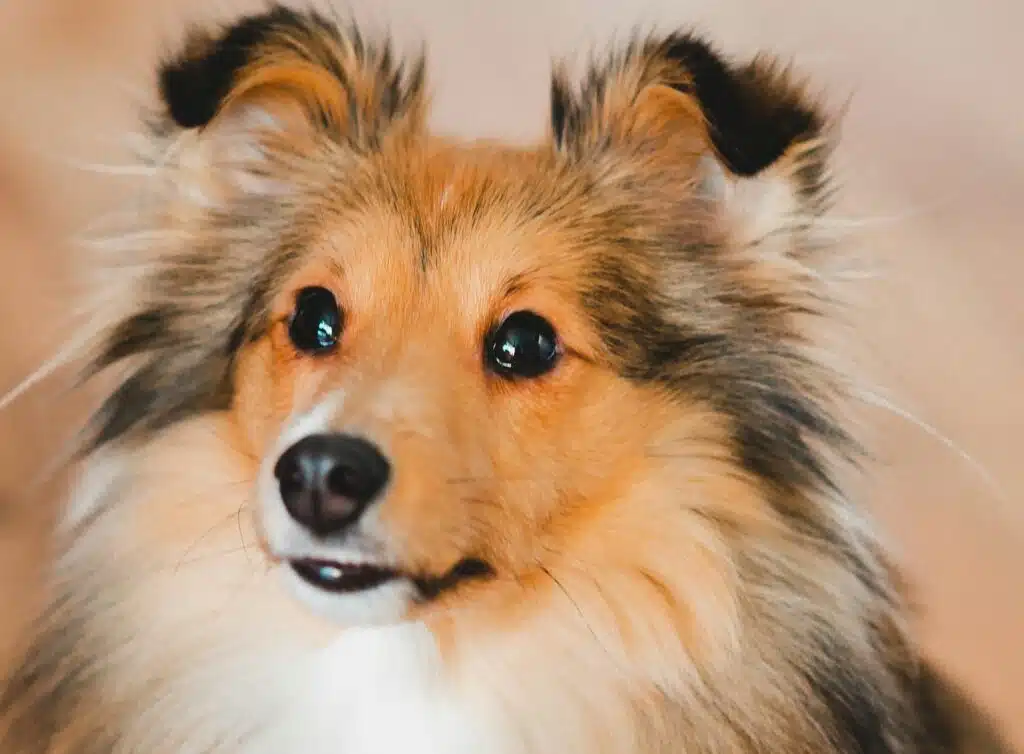 A close-up portrait of a Shetland sheepdog, a breed that looks a lot like Lassie