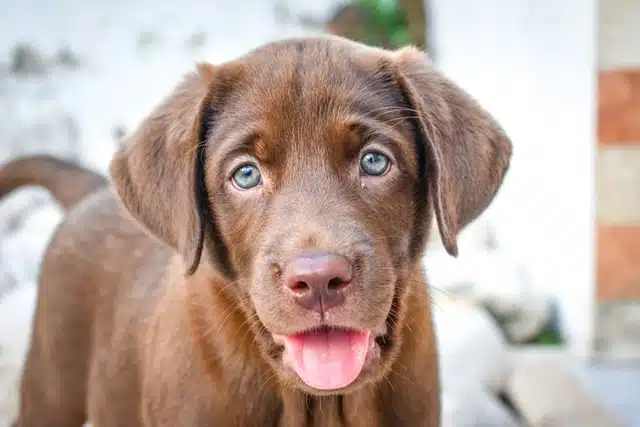 A brown Labrador puppy with blue eyes looks affectionately at the camera