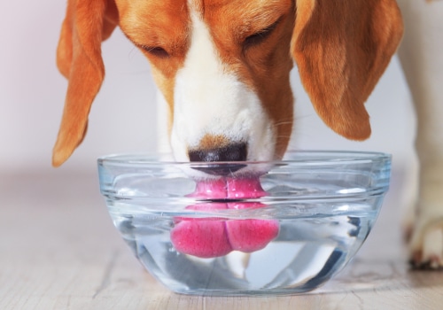A beagle chewing on a pink ball in a bowl of pet water additives.