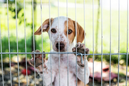 A puppy with spotted ears peering through a DIY dog fence, paws up on the bars.