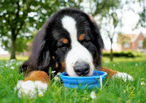 Bernese mountain dog chewing on a blue bowl with dog dental water additive.