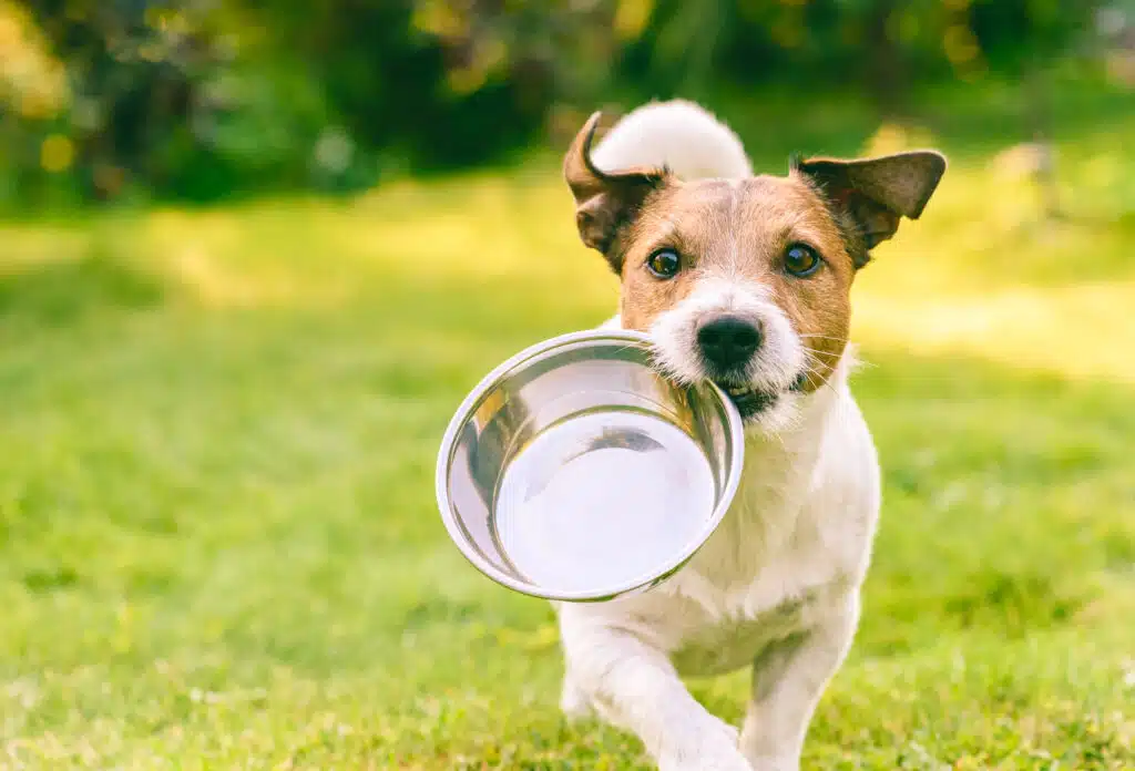 A dog running with a metal bowl in its mouth, ready for some Pet Wellness hydration.