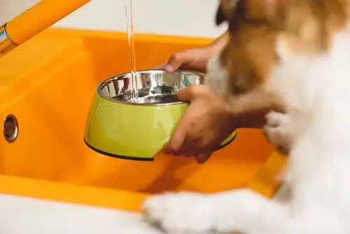A dog drinking water additive for dogs' teeth from a bowl.