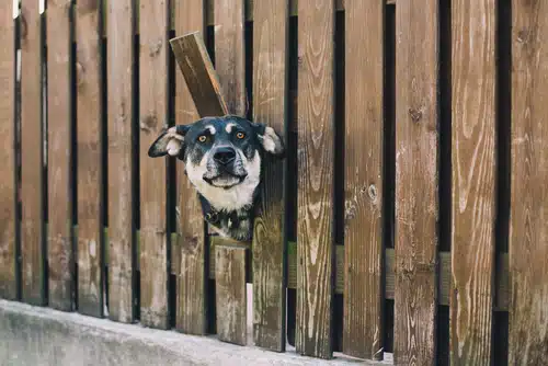 Dog peeking through a gap in a DIY wooden fence.
