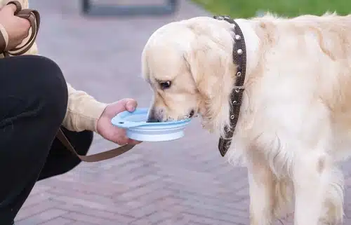 A person feeding a dog from a bowl.