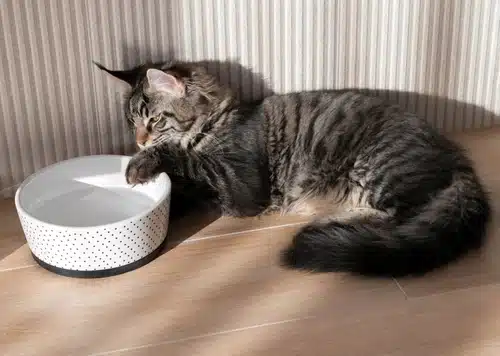 A tabby cat sipping water treated with pet water additives from a bowl on a wooden floor.
