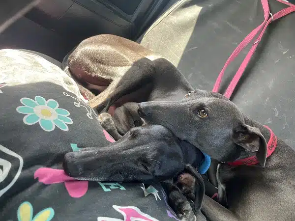 Two greyhounds resting together in a car.