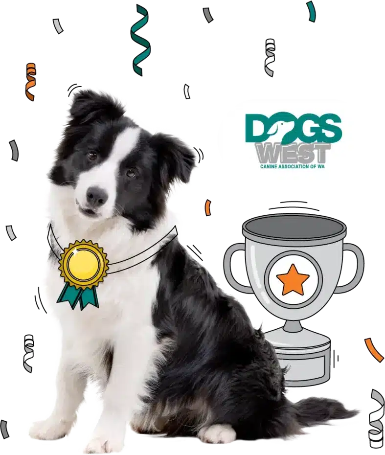 A border collie with a winner's medal and trophy, representing Dogs West, the canine association of WA at the Dogs West 2024 competition.