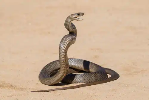 A snake coiled on sand in a defensive posture. A snake bites dog incident can be fatal.