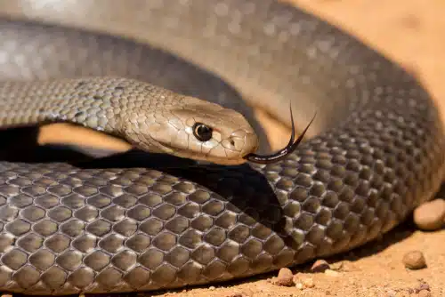A close-up of Coco the Whippet meeting a brown snake with its forked tongue extended.
