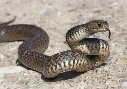 A coiled snake with its tongue flickering out.