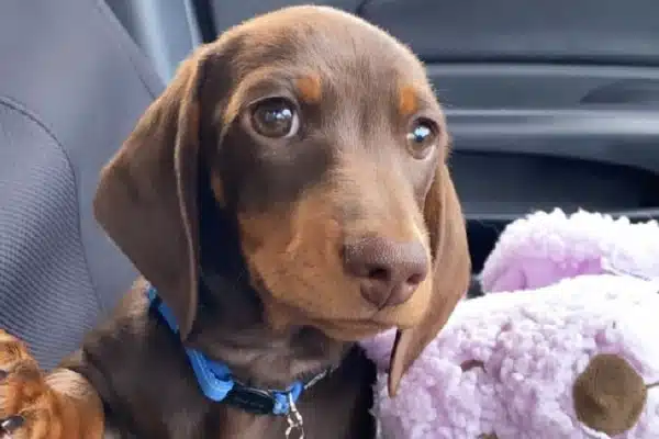 A brown dachshund puppy with glossy eyes, wearing a blue collar, sitting next to a pink plush toy in a car.