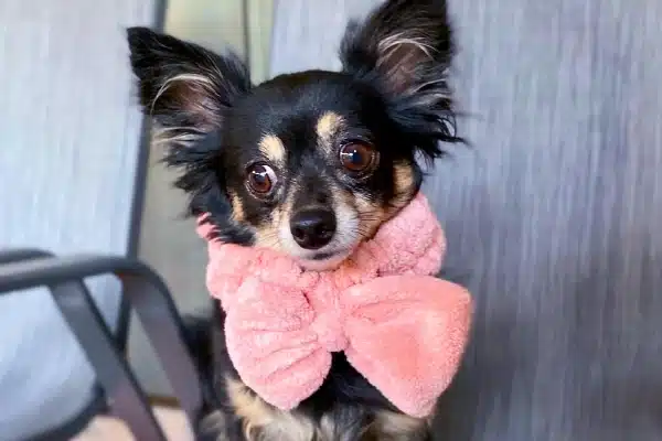 A small black and tan chihuahua wearing a pink bow tie, sitting in front of a grey background.