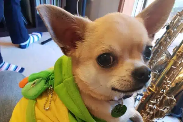 A chihuahua wearing a green hoodie and a yellow shirt, with a saxophone visible in the background.