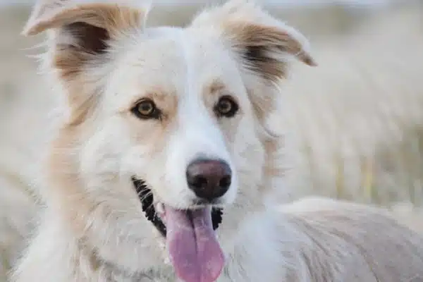 Close-up of a fluffy white and tan dog with its tongue out, looking slightly to the side, with a blurred natural background.