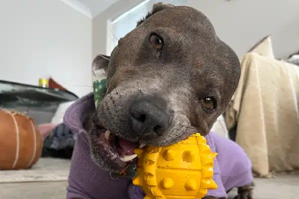 A grey pit bull wearing a purple sweater chews on a yellow rubber toy indoors.