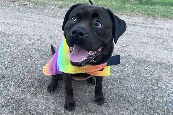 A black dog wearing a colorful rainbow vest, sitting on a path and looking up with its tongue out.