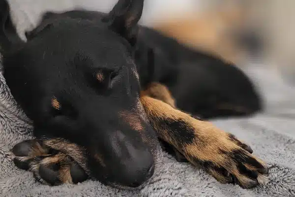 A black and tan dog sleeping peacefully on a gray textured blanket.