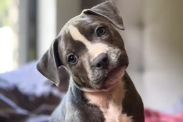 Close-up of a gray puppy with a white stripe on its face, tilting its head, looking curious.