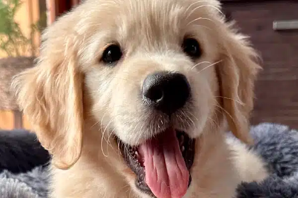 Close-up of a joyful golden retriever puppy with an open mouth and tongue out, looking directly at the camera.