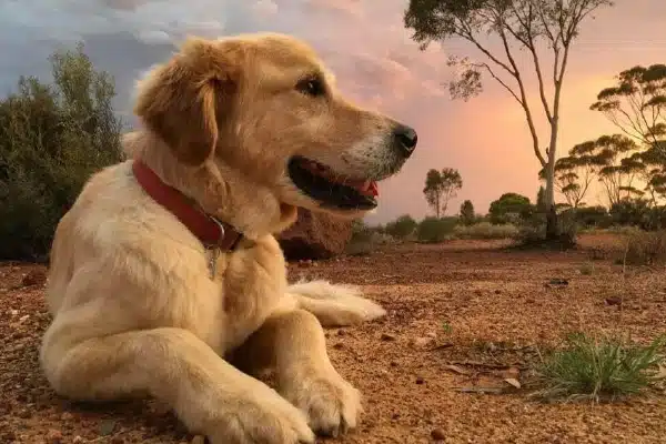 Golden retriever dog lying on a dusty road at sunset, with trees in the background and a cloudy sky above.