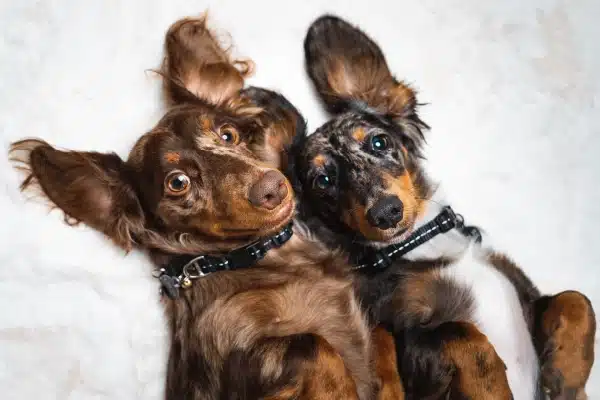 Two dachshunds lying on their backs, looking at the camera with their ears playfully splayed out.