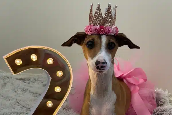 A small dog wearing a pink tiara and tutu, posing beside a lit-up number 2 sign.