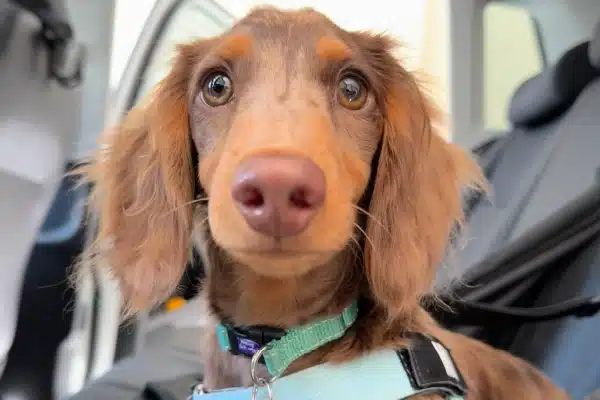 Close-up of a brown dachshund with a shiny coat and big, soulful eyes, wearing a green collar, inside a vehicle.