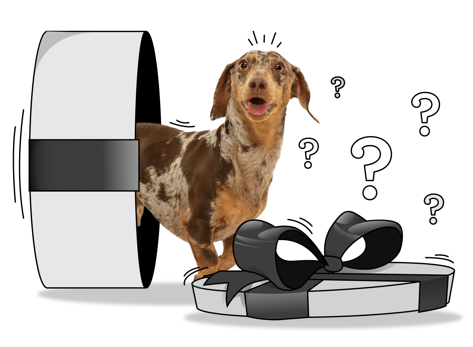 A dachshund with a surprised expression stands next to a large gift box, with question marks around its head, suggesting curiosity or confusion at the Dogs West Competition 2024.