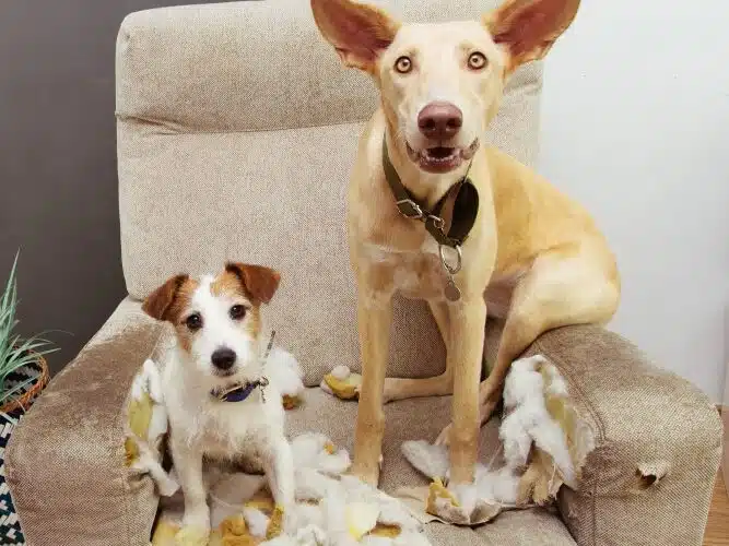 Two dogs sitting on couch that they have chewed apart