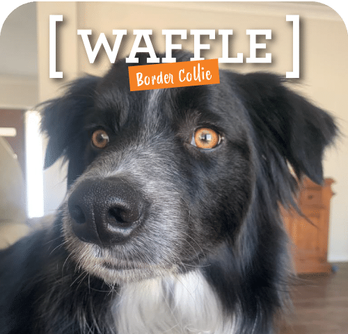 Close-up of a black and white border collie with the name "waffle" labeled on the image, showing expressive amber eyes and a curious gaze, at the 2024 Winners Dogs West Competition