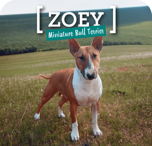 A miniature bull terrier named Zoey standing in a grassy field with a blurred background of hills, during the 2024 dogs west competition.