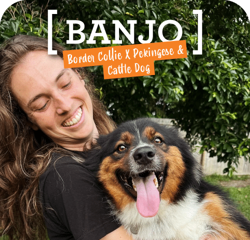 A joyful woman embracing a smiling tricolor border collie mix named Banjo, a contender in the Dogs West Competition 2024, with text overlay describing the dog's breed.