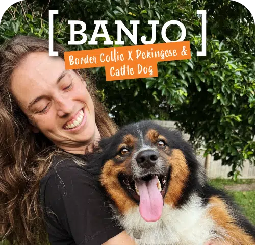 A joyful woman embracing a smiling tricolor border collie mix named Banjo, a contender in the Dogs West Competition 2024, with text overlay describing the dog's breed.