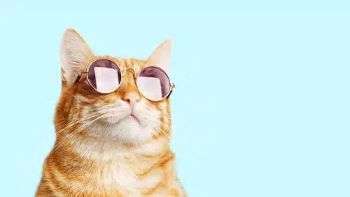 A ginger cat wearing round sunglasses sits against a light blue background.