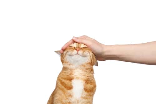 A person's hand gently pets the head of a content orange and white cat against a white background, sparking a curiosity often found when learning new Cat Facts.