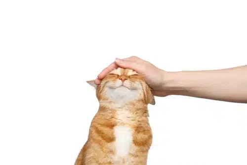 A person's hand gently pets the head of a content orange and white cat against a white background, sparking a curiosity often found when learning new Cat Facts.
