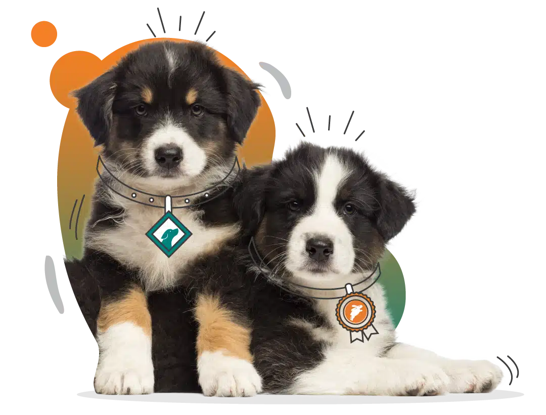 Two puppies with black, white, and tan fur wearing collars, one with a green tag and the other with an orange tag, sitting together. The backdrop features abstract orange and green shapes that highlight their charming forms.