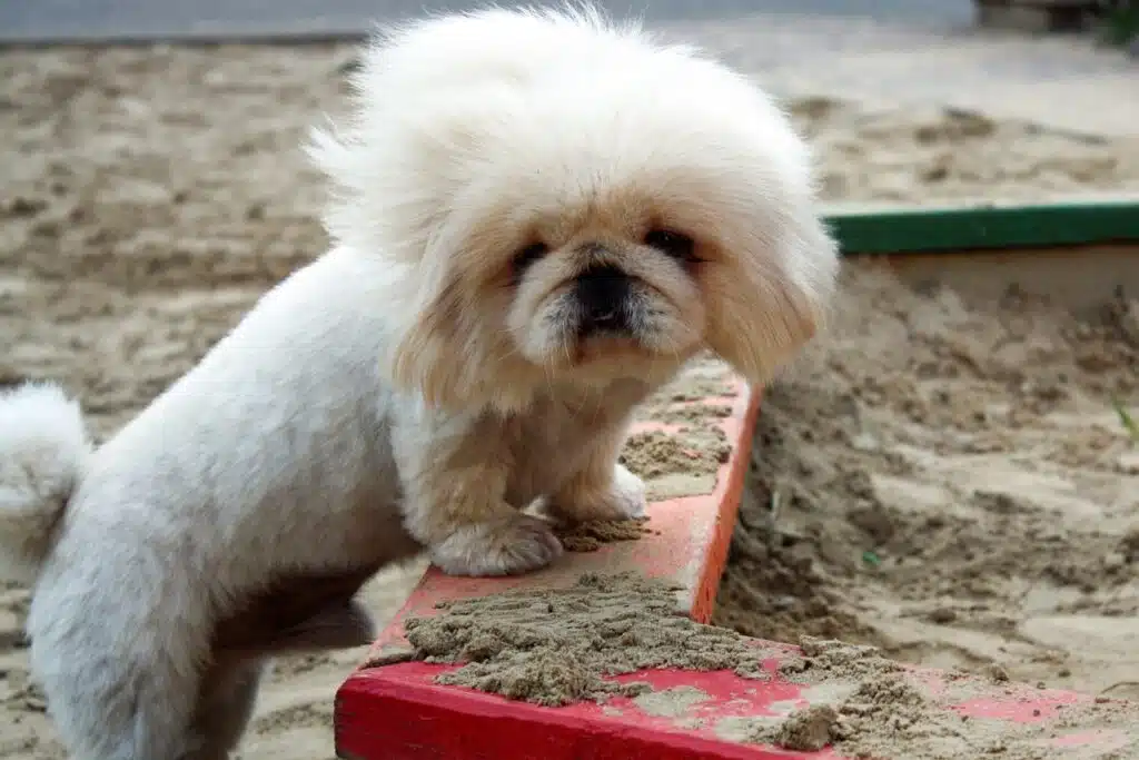A small white peke dog with a fluffy head and shaved body stands with its front paws on the edge of a sandbox.