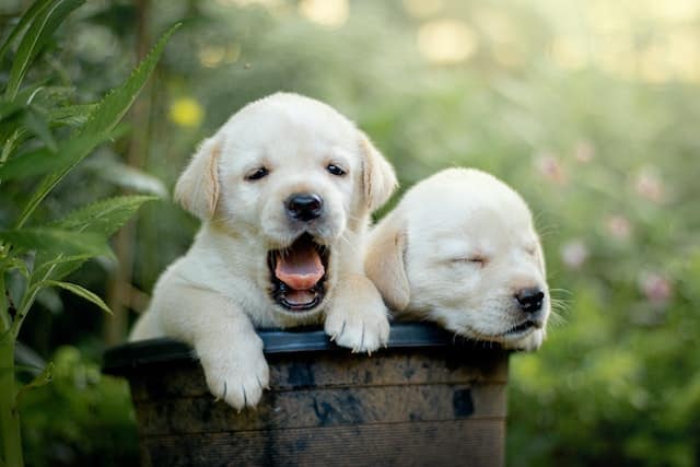 Two yellow Labrador puppies are littermates from a responsible registered dog breeder sit in a basket as one yawns cutely.