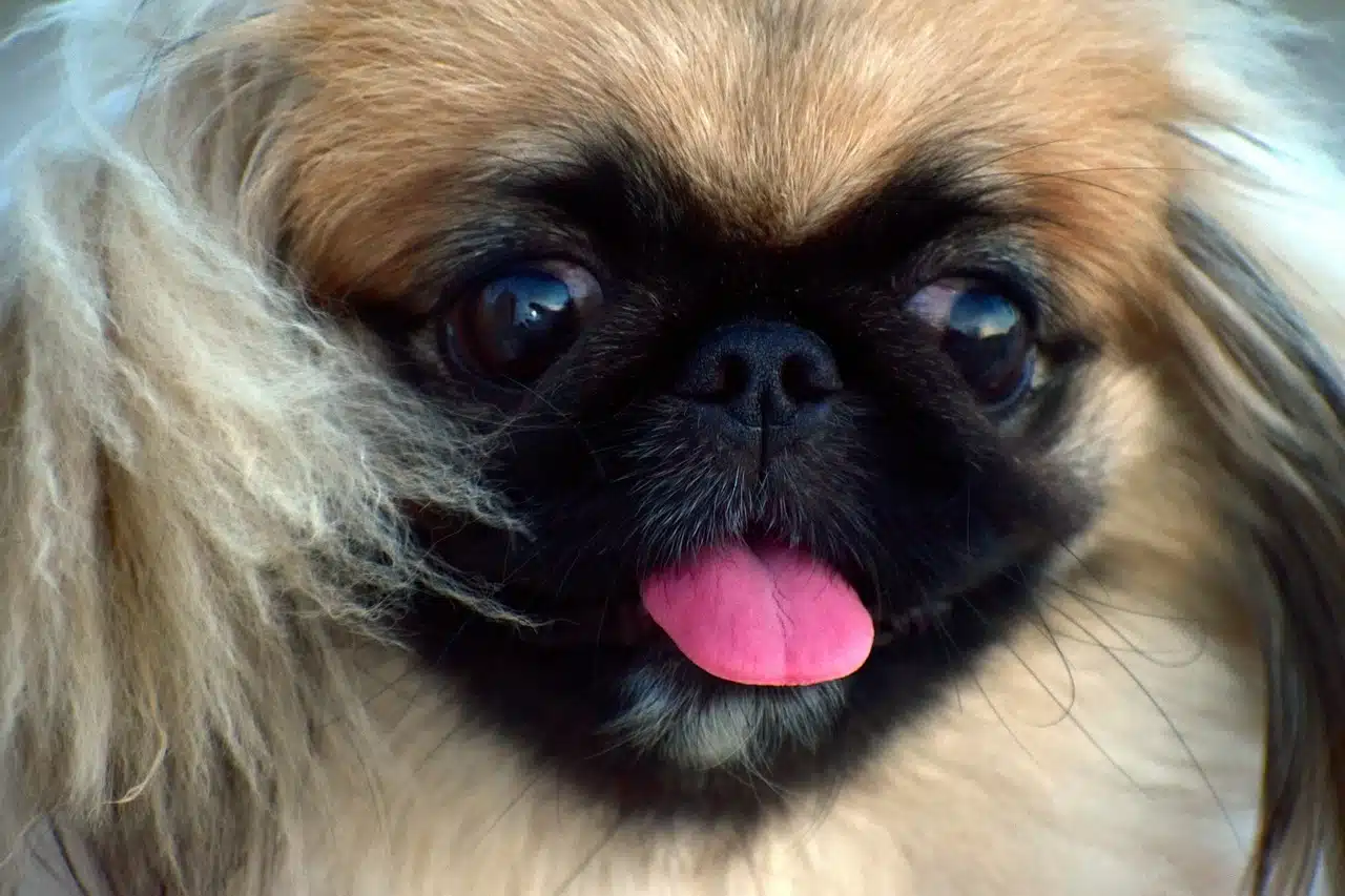A close-up of a small Pekingese dog with long, light brown fur and a dark face. The dog’s tongue is sticking out slightly.