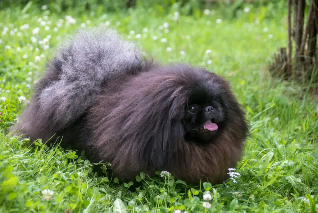 A small, fluffy brown and gray pup with a thick coat is laying in the grass outside, its tongue sticking out. The background is a lush, green area with small white flowers.