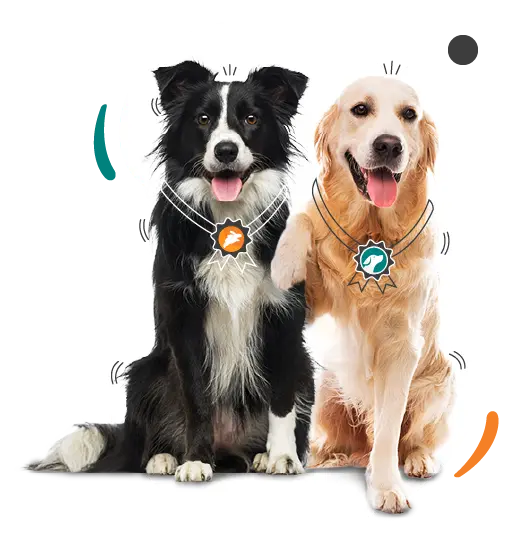 Two dogs, stars of the west, sport NFL team medallions around their necks. The black and white Border Collie and the golden retriever sit side by side, looking towards the camera with tongues out in delight.