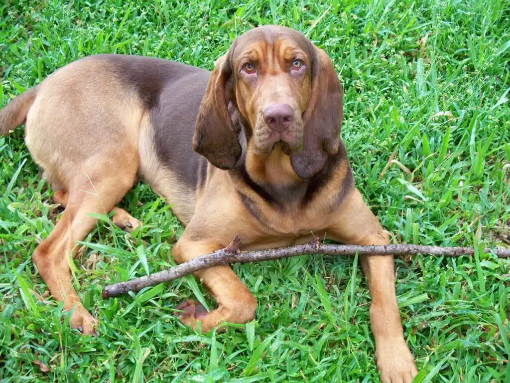 A Bloodhound dog with long ears, reminiscent of a green puppy in its boundless energy, lies on the grass with a stick before its paws.