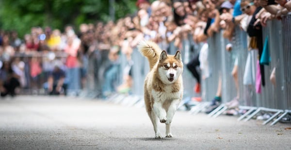 A dog runs down a path lined with spectators behind metal barriers, capturing the spirit of the Pets in Olympics.