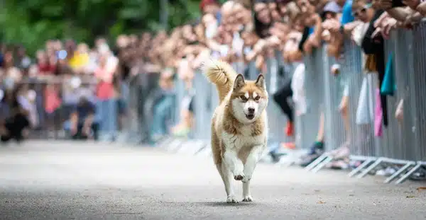 A dog runs down a path lined with spectators behind metal barriers, capturing the spirit of the Pets in Olympics.
