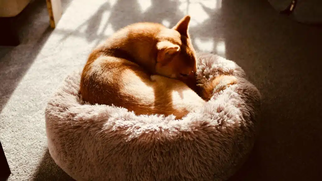 A brown dog is curled up and sleeping on a round, plush bed in a sunlit area, enjoying the simple comforts that inexpensive pet insurance helps provide.