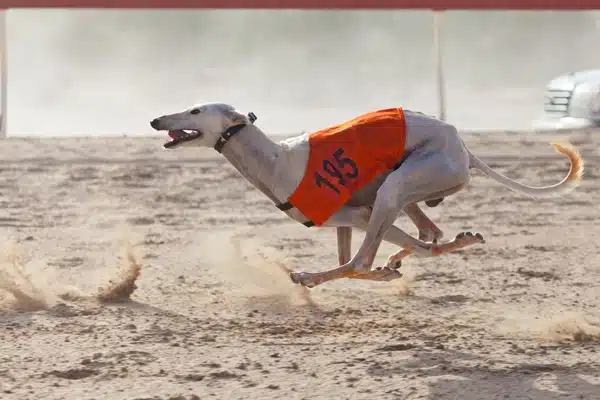 A greyhound wearing an orange vest numbered 195 is mid-run on a sandy track.